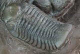 Triple Austerops Trilobite - Jorf, Morocco #95483-8